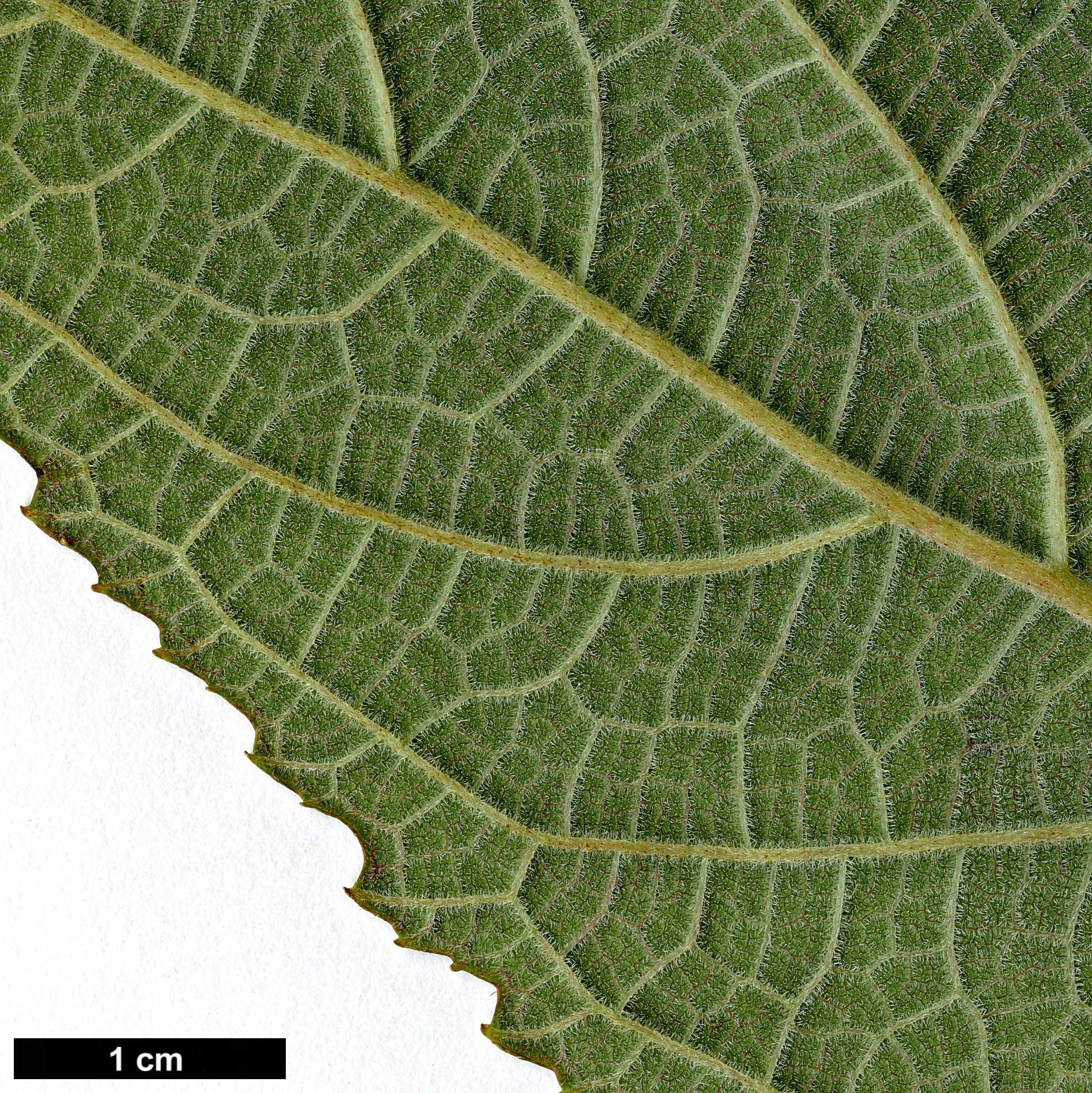 High resolution image: Family: Hydrangeaceae - Genus: Hydrangea - Taxon: aspera - SpeciesSub: subsp. aspera